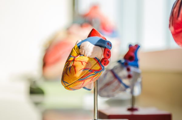 small sculpture of a human heart