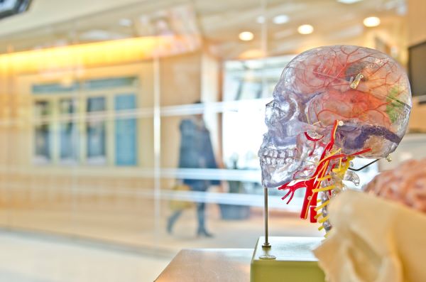 human see-through skull display