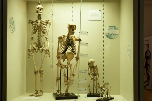 4 different human skeletions of present and past generations